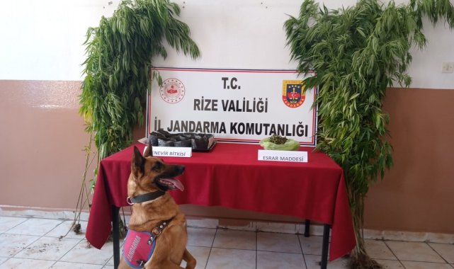 Rize&#039;de jandarmadan uyuşturucu operasyonu