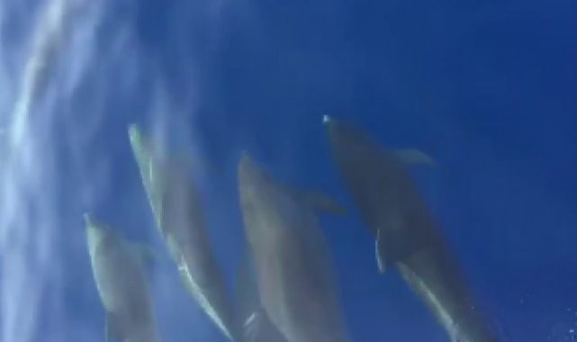 Samandağ açıklarında yunuslardan görsel şölen