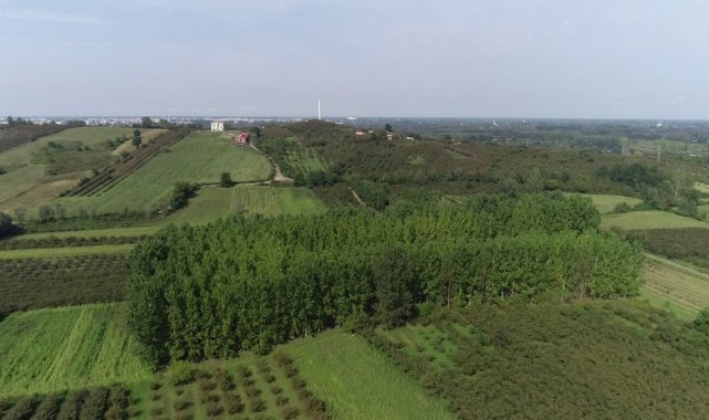 Samsun fındık üretiminde 1. sıraya doğru yükseliyor