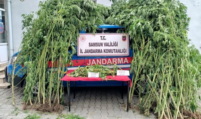 Samsun&#039;da 583 kök kenevir ele geçirildi, 18 kişi gözaltına alındı