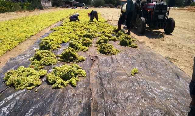 Sarıgöl Ziraat Odası Başkanı Ülgen&#039;den üzüm alımları için TMO&#039;ya çağrı