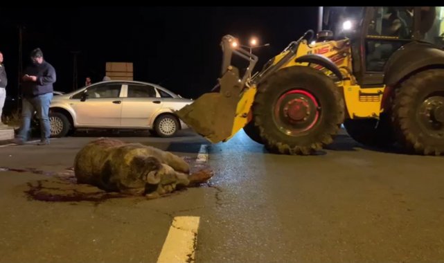 Sarıkamış&#039;ta otomobilin çarptığı ayı telef oldu