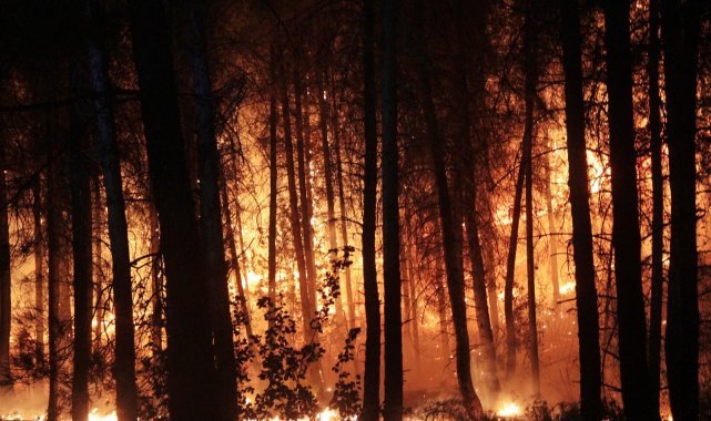 Seydikemer&#039;de orman yangını çıkardığı iddiasıyla yakalanan zanlı tutuklandı