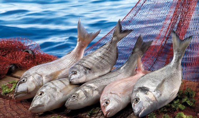 Şimdi balık zamanı