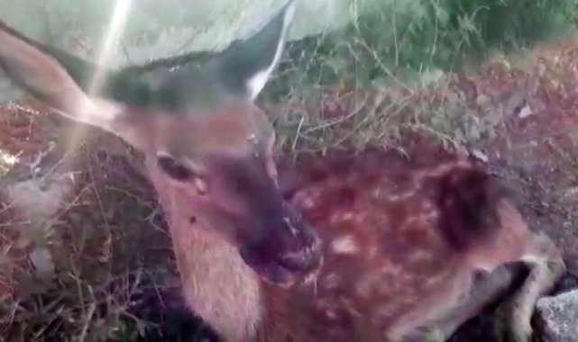 Susuzluktan ölmek üzere olan yavru geyik hayata döndürüldü