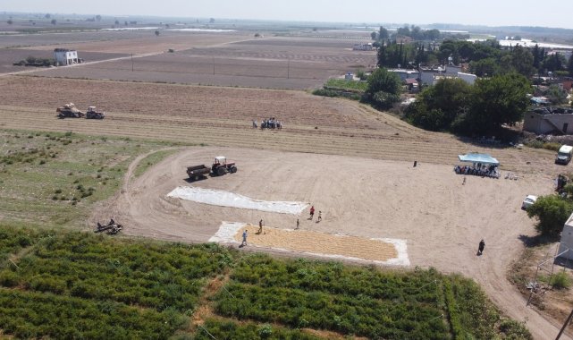 Tarsus&#039;ta hasat şöleni sürüyor