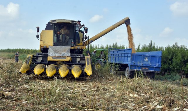 Tarsus&#039;ta mısır hasadı yapıldı