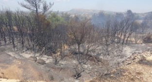 Tavaklı'daki orman yangını kontrol altında