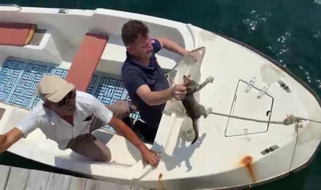 Tekne üzerinde kedi kurtarma operasyonu