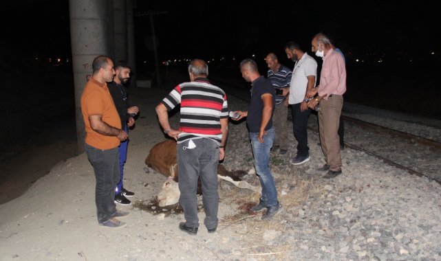 Trenin çarptığı 8 büyükbaş hayvan telef oldu