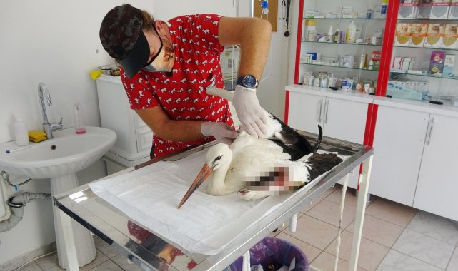 Tüfekten çıkan saçmalarla yaralanan dişi leylek tedavi altına alındı