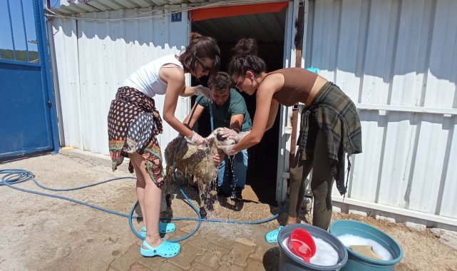 Ünlü oyunculardan orman yangınlarında zarar gören hayvanlara yardım eli