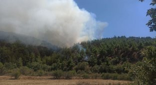 Uşak'ta çıkan orman yangını kontrol altına alındı