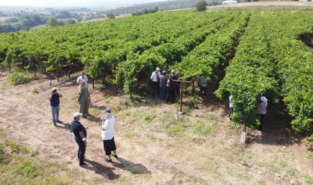 Üzüm rekoltesi sun'i zekâ ile ölçülüyor