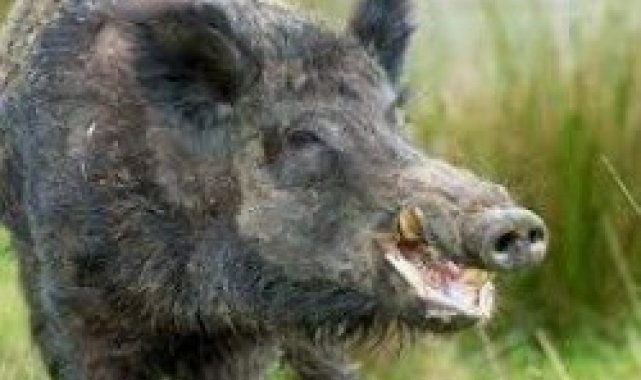 Yaban hayvanları avlanmasına başlanıyor