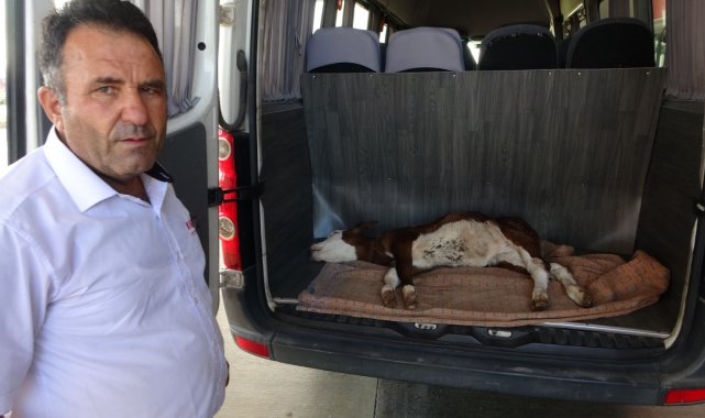 Yangından 1 gün önce doğan buzağı telef oldu