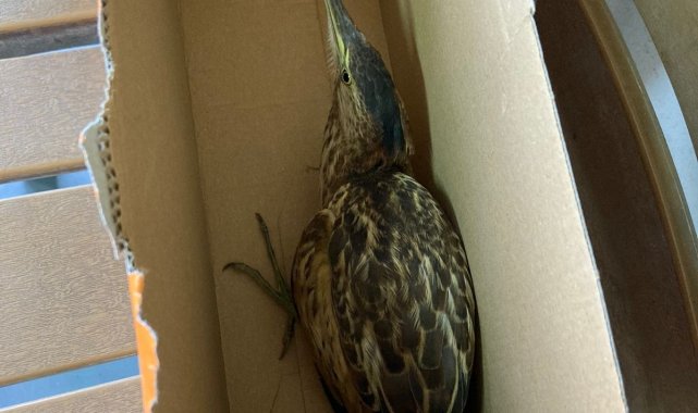 Yaralı &#039;Hint gölet balıkçıl kuşu&#039; tedavi altına alındı