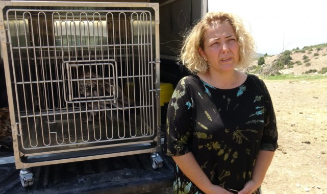 Yaralı halde bulunan Mısır Akbabası 4 aylık tedavisinin ardından doğaya salındı