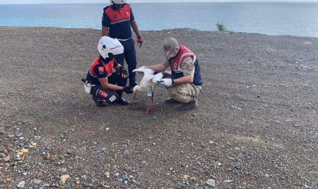 Yaralı leylek tedavi altına alındı