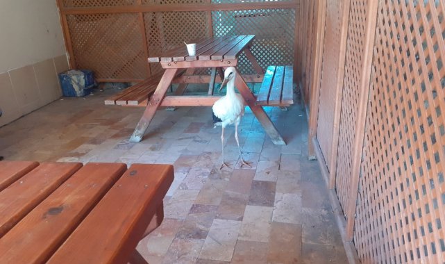 Yaralı leylek tedavi altına alındı