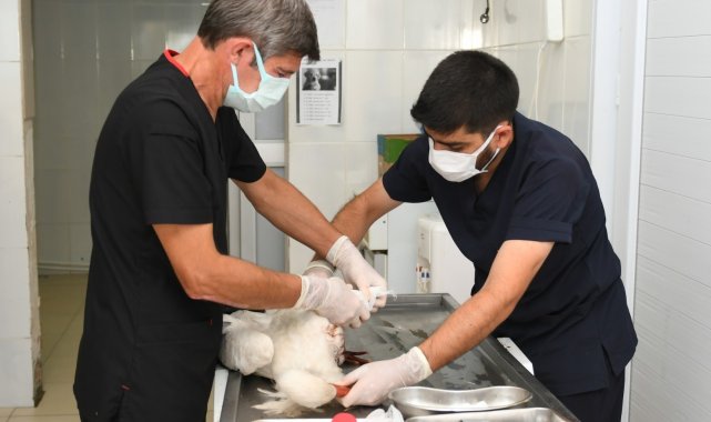 Yaralı leyleklere Esenyurt Belediyesi sahip çıktı