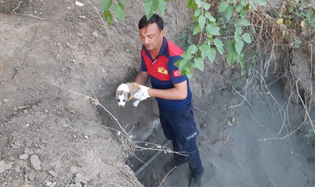 Yavru köpekler düştüğü çukurdan kurtarıldı