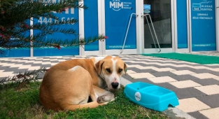 Yaz sıcaklarında sokak hayvanlarına destek