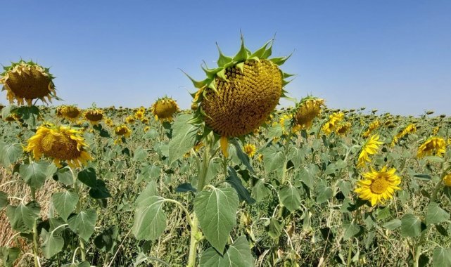Yerli ve milli ayçiçeği tohumu 2022&#039;de dünya piyasasına çıkıyor