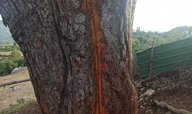 Yıldırım çarpması sonucu 30 hayvan telef oldu