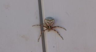 Yozgat'ta insan yüzlü örümcek görüntülendi