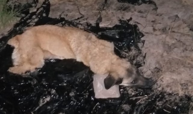 Zift birikintisine düşen köpeği itfaiye ekibi kurtardı