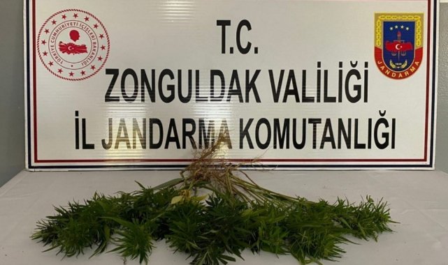 Zonguldak&#039;ta kenevir operasyonu;42 kök kenevir bitkisi ele geçirildi