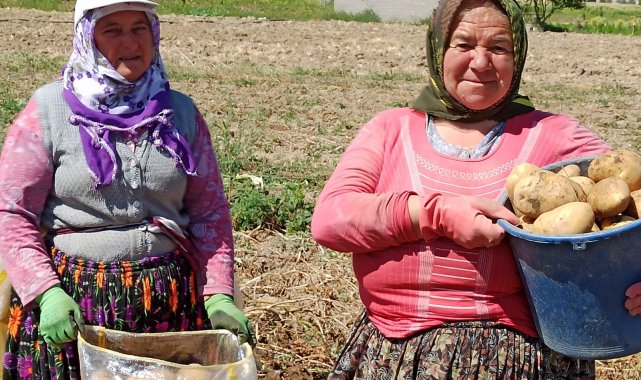 Afyonda patates hasadı başladı