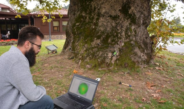 Ağaçların röntgenleri çekiliyor