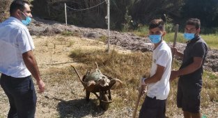 Ağzında poşetle kıyıya vurdu