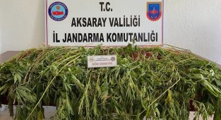 Aksaray'da 225 kök kenevir bitkisi ele geçirildi