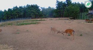 Alageyiklerin kavgası foto kapana yakalandı