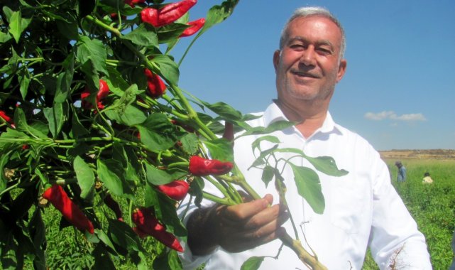 Araban&#039;da biber hasadına başlandı