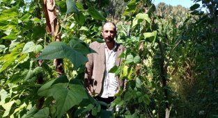 Araplı Fasulyesi pazardaki yerini aldı