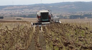 Ayçiçeği hasadı denetleniyor