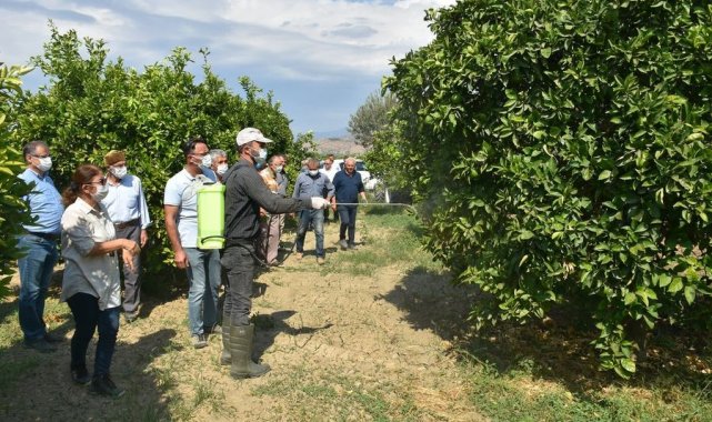 Aydın&#039;da Akdeniz Sineği ile mücadele başladı