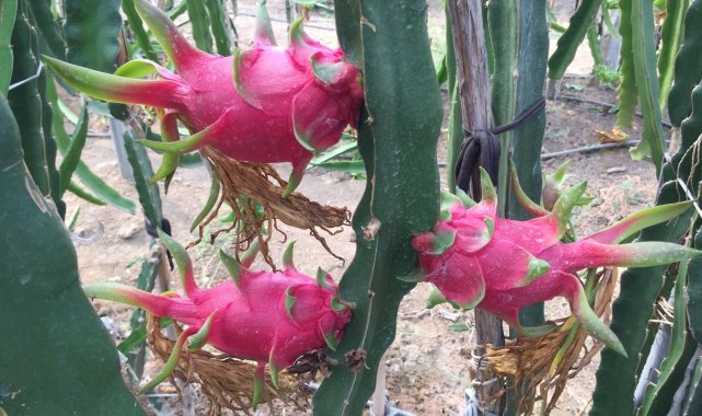 Baba-oğlun ejder meyvesi merakı örnek oldu