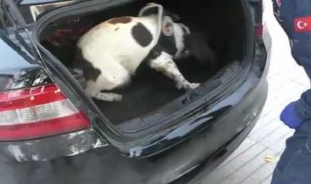 Bagaj halısının altından 700 bin liralık uyuşturucu çıktı