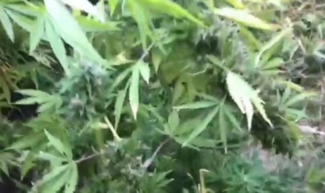 Barınak olarak kullandıkları alana hint keneviri diktiler