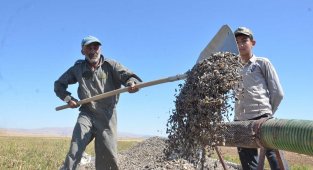 Başkan Bulut'tan "TMO çerezlik ayçeğirdeğini de alsın" teklifi