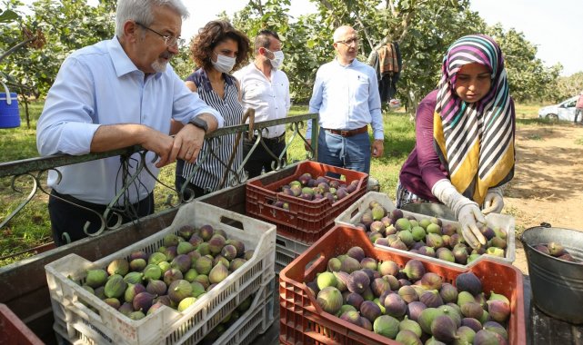 Başkan Erdem&#039;den çağrı: İnciri üreticiden alın