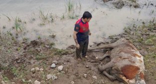 Bataklığa saplanan ineği itfaiye ekipleri kurtardı