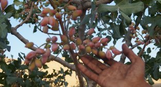 Batman'da fıstık hasadı başladı