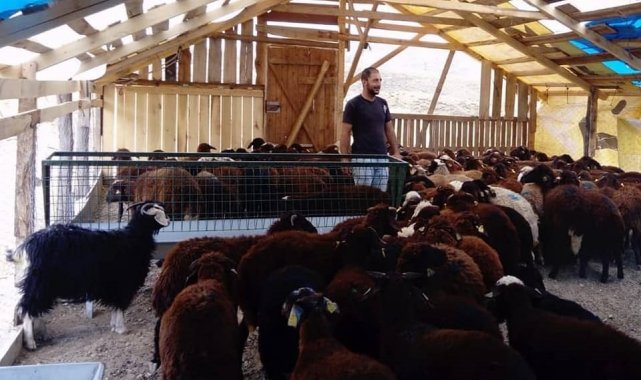 Bayburt&#039;ta çiftçiler küçükbaş hayvanlarını teslim almaya devam ediyor