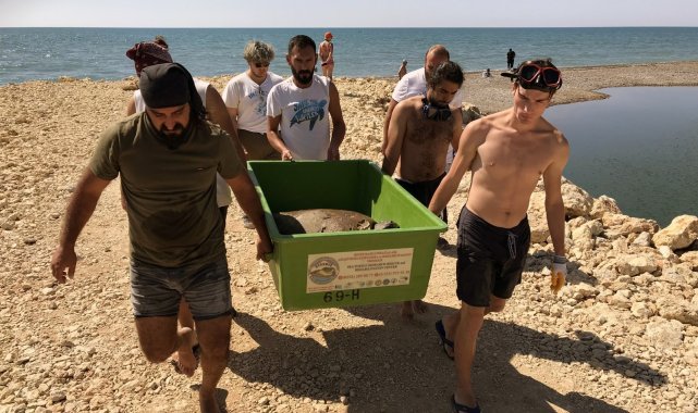Belek&#039;te kurtarılan Caretta&#039;lar tedaviye alındı